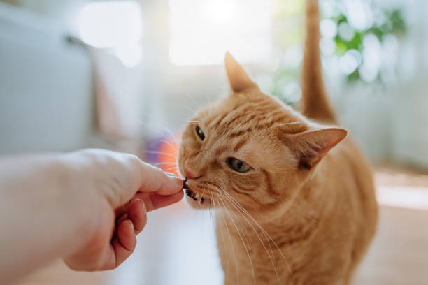 istock Short hair domestic cat at home 1328359980