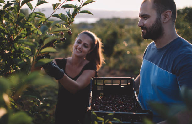 istock Young couple picking cherries in a orchard 1328360124