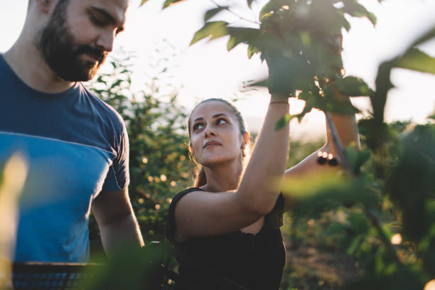 istock Couple working in cherry orchard 1328360262