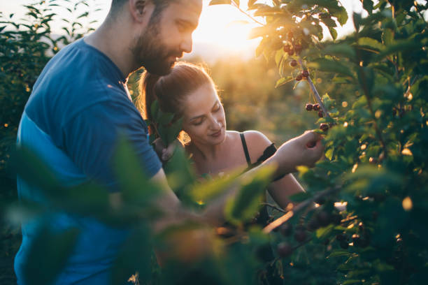 istock Couple picking cherries in a orchard 1328360348