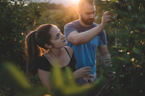 istock Couple picking cherries in a orchard 1328360374