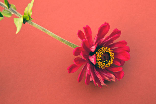 istock The flower is red on a red background, 1328360628