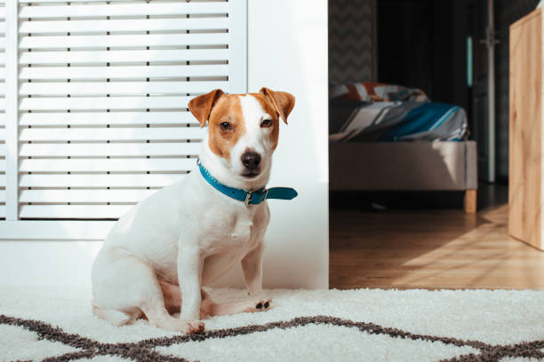 istock the jack Russell cable is white and brown . shot in a home interior 1328362023