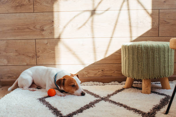 istock the jack Russell cable is white and brown . shot in a home interior 1328362031