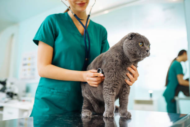 istock In a modern veterinary clinic, a thoroughbred cat is examined and treated on the table. 1328363919