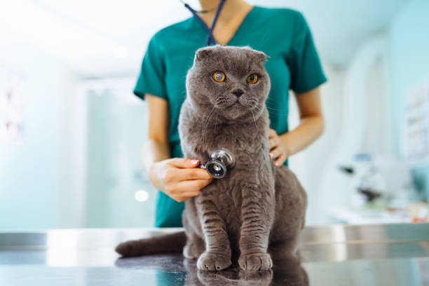 istock In a modern veterinary clinic, a thoroughbred cat is examined and treated on the table. 1328363935