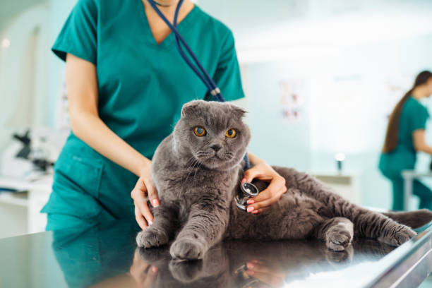 istock In a modern veterinary clinic, a thoroughbred cat is examined and treated on the table. 1328363949