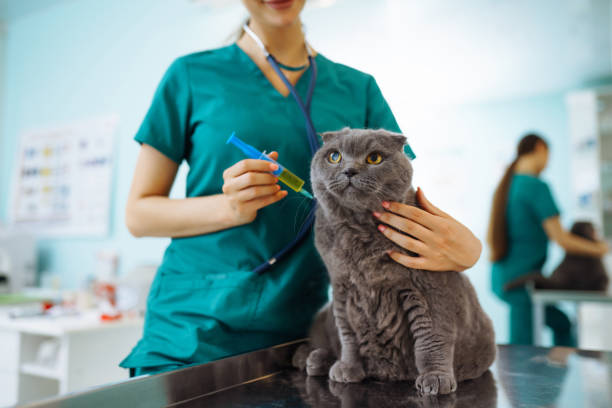 istock In a modern veterinary clinic, a thoroughbred cat is examined and treated on the table. 1328364029