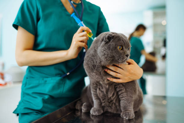 istock In a modern veterinary clinic, a thoroughbred cat is examined and treated on the table. 1328364047
