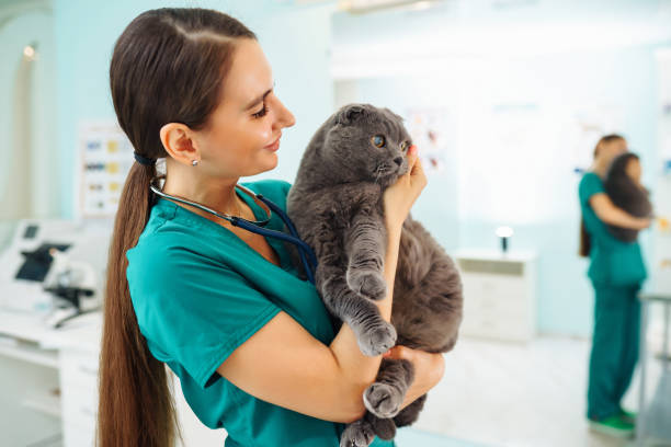 istock In a modern veterinary clinic, a thoroughbred cat is examined and treated on the table. 1328364055