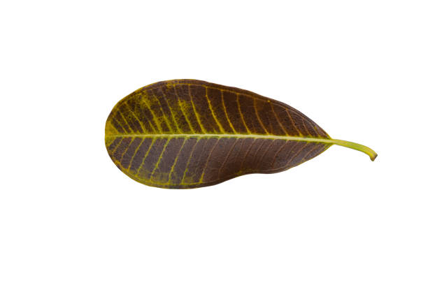 istock Green brown isolated frangipani leaf in Thailand 1328364213