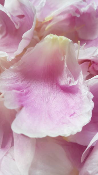 istock Close up of light pink peony petals 1328364343