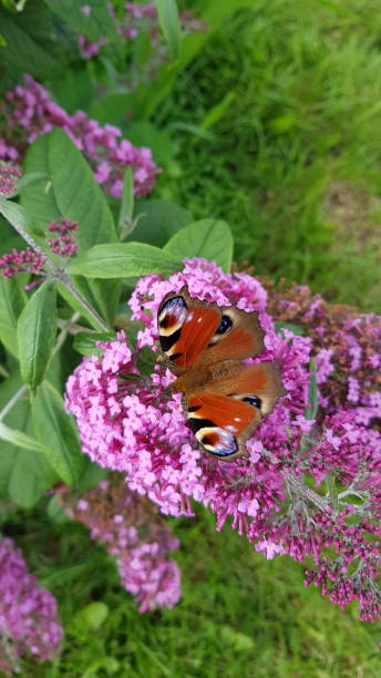 istock Peacock butterfly on butterfly bush 1328365327
