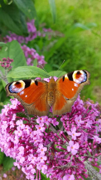 istock Peacock butterfly on butterfly bush 1328365678