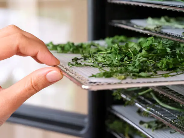 A woman pulling a tray with parsley out of a food dehydrator machine. Close-up