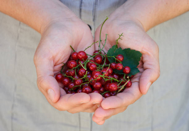 Red currants in woman palms. Close-up