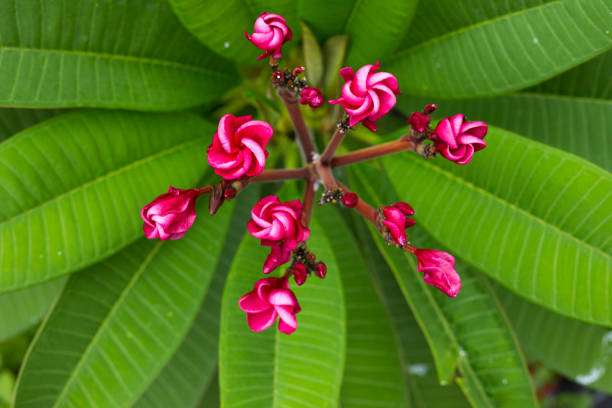 pink Plumeria on green background