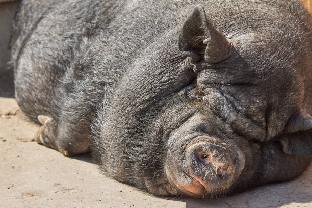 istock Big, black pig is sleeping on the ground 1328365998