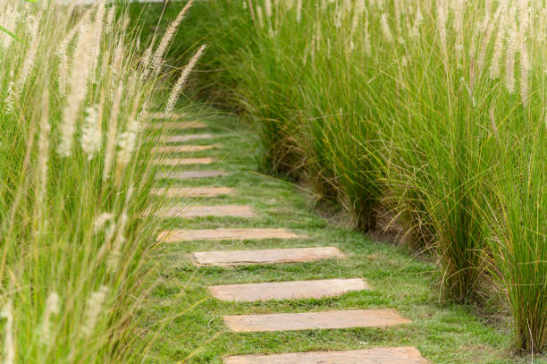 istock stone path in the flowers grass field on beautiful sunshine day. 1328366962