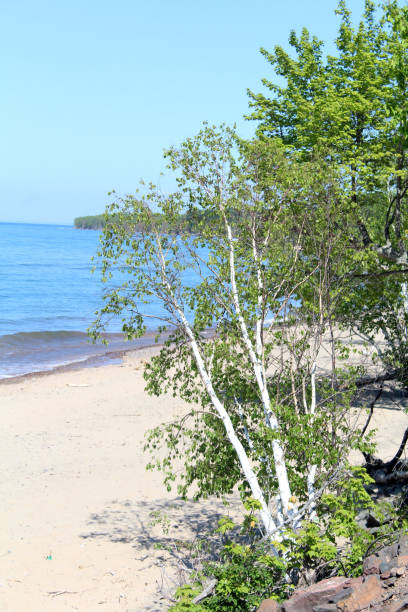 istock Trees on the Lakeshore Sandy Beach 1328368529