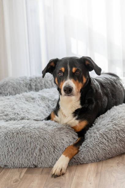 istock Cute dog is sitting on a white plaid near a window. 1328368663