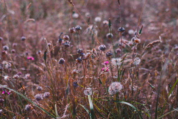istock Purple forest of flowers 1328369403