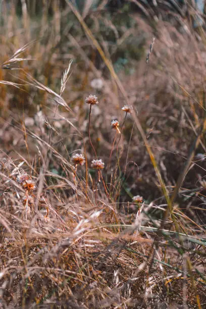 Photo of Wildflowers