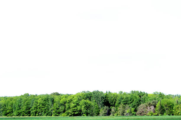 istock Green Tree Line in a Field with Copy Space Above 1328370972