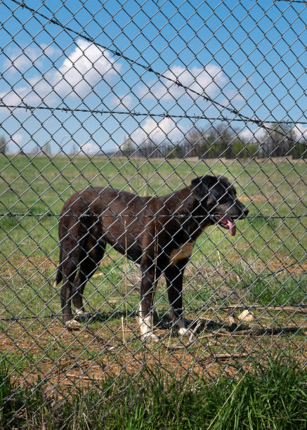 istock One black colored dog stands on grass behind the wire 1328372038