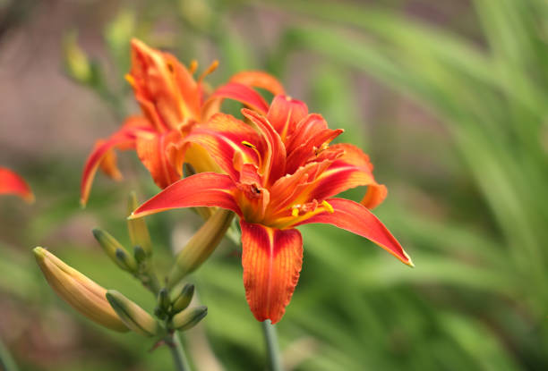 istock Orange Lilies in Summer in Canada 1328372045