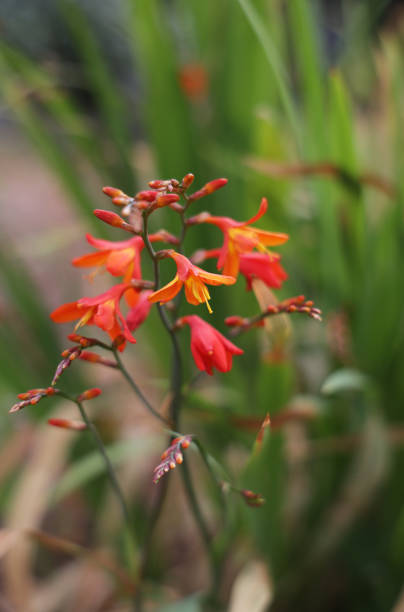 istock Crocosmia in a Summer Heat Wave in Canada 1328372053