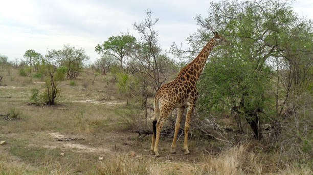 istock view from the safari car to a giraffe 1328372237