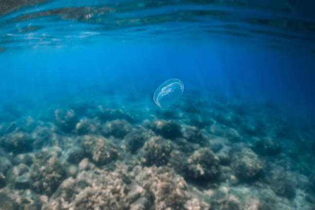 istock Transparent ocean with Jellyfish and bottom underwater 1328373143