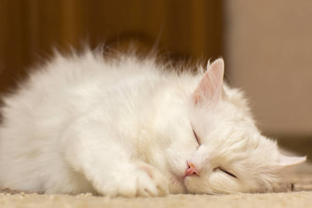 istock Portrait of a white sleeping cat. 1328373181