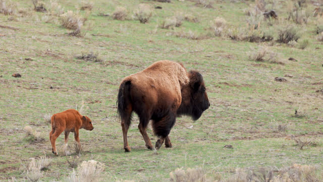 Baby Bison following his mother in Yellowstone National Park