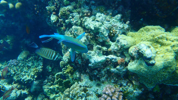 Daisy parrotfish or bullethead parrotfish (Chlorurus sordidus) and Red Sea sailfin tang (Zebrasoma desjardinii) undersea Daisy parrotfish or bullethead parrotfish (Chlorurus sordidus) and Red Sea sailfin tang (Zebrasoma desjardinii) undersea, Red Sea, Egypt, Sinai, Ras Mohammad national park sailfin tang zebrasoma veliferum zebrasoma desjardinii stock pictures, royalty-free photos & images