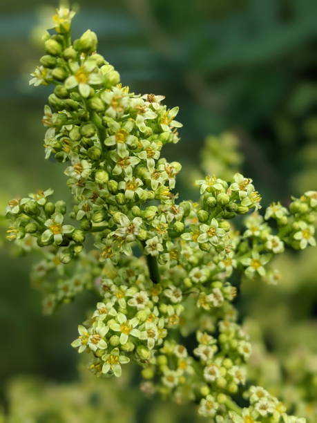 istock Flowering Smooth Sumac in the summer season 1328374512