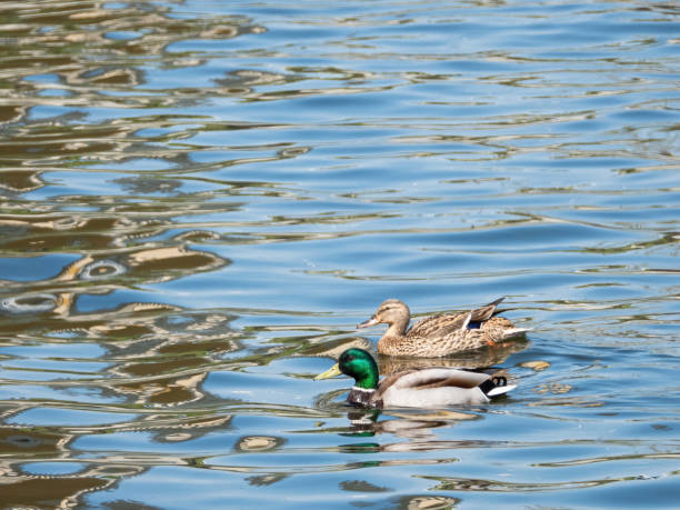 istock Wild mallard ducks swimming in the river 1328377603