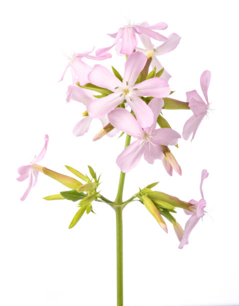 Soapwort ( Saponaria officinalis) Soapwort ( Saponaria officinalis) isolated on white background common soapwort saponaria officinalis stock pictures, royalty-free photos & images