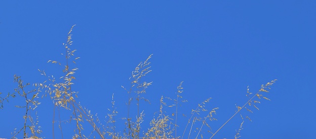 Stems of dried plants on blue sky background in natural conditions