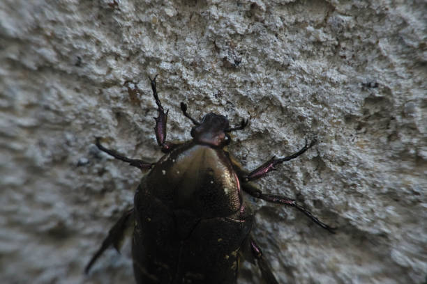 istock macro photograph of an insect placed on a wall 1328380282