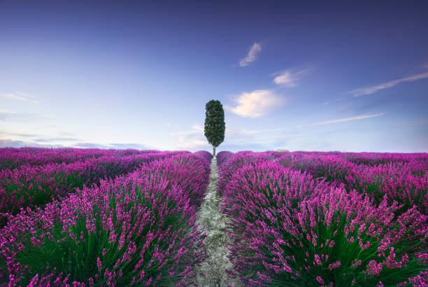 Lavender fields and cypress tree at sunset. Orciano, Tuscany, Pisa, Italy. Europe