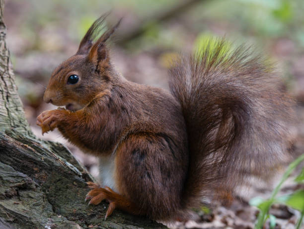 istock Close up european squirrel 1328382906