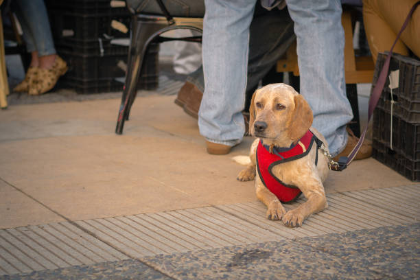 istock Portrait of a dog beside its owner 1328382921