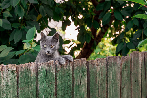 Beautiful young grey cat breed Russian Blue is climbing on a old green wooden fence. Front view.