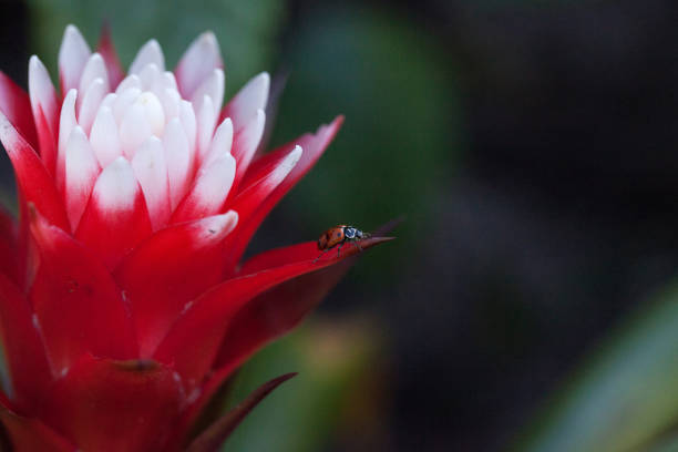 Red and white bromeliad flower with a Convergent lady beetle also called the ladybug Hippodamia convergens