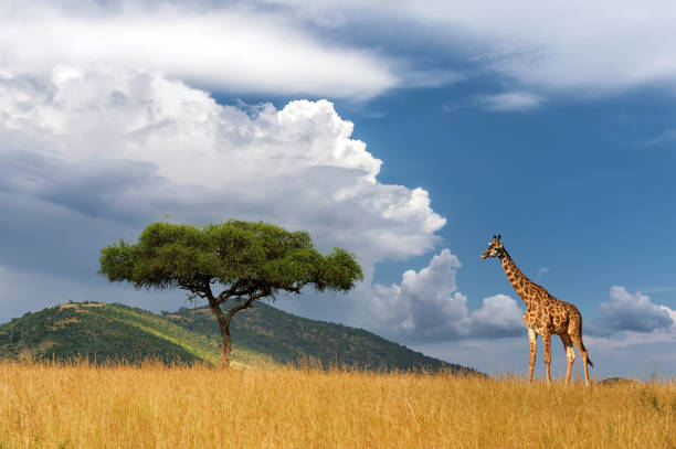 istock Beautiful landscape with nobody tree and giraffe 1328384543