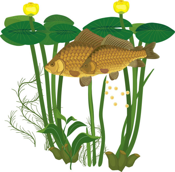 illustrations, cliparts, dessins animés et icônes de paire de poissons de carassin pendant le frai et de plantes de nénuphar jaune isolées sur fond blanc - lily pond