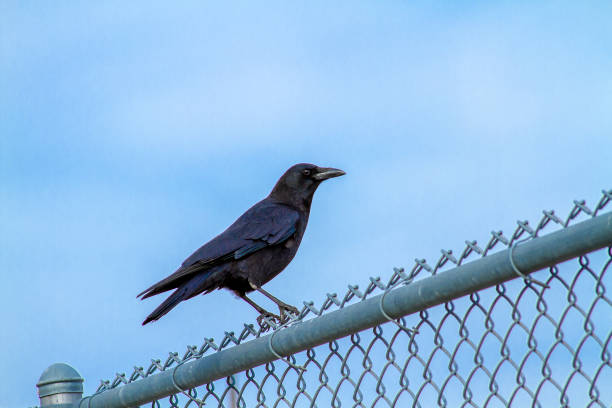 Perched blackbird on a chainlink fence with sky in the background and getting ready to fly