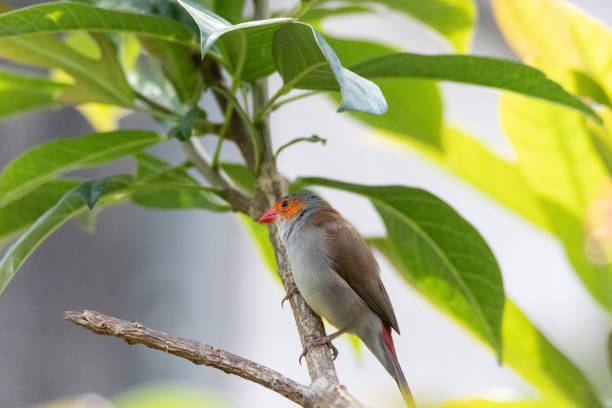 istock Orange cheeked waxbill bird Estrilda melpoda 1328384948